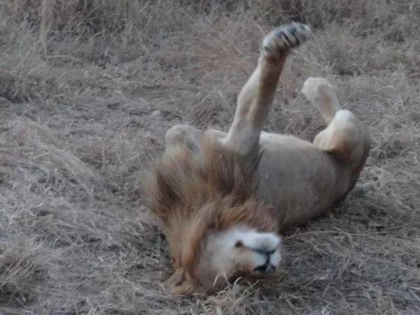 Lion stretching Sabi Sands Reserve