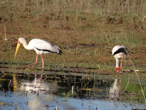 Storks on our Zambezi River cruise