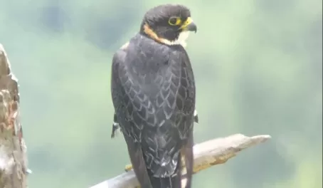 Rare orange breasted falcon