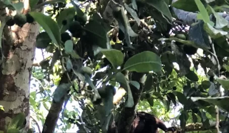 Howler monkey at Pooks Hill