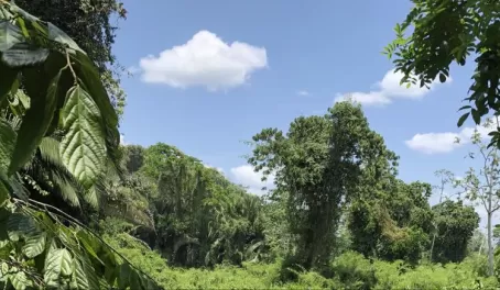 The dense jungle of Belize