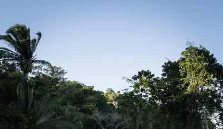 Beautiful jungle in Belize