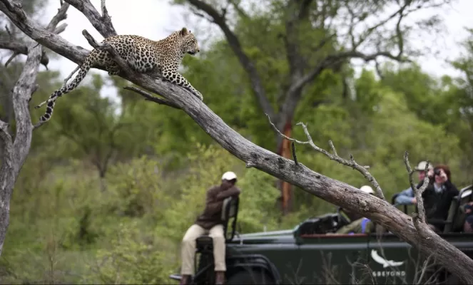 A safari vehicle spots an elusive leopard in Sabi Sand