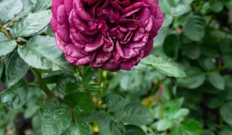 Blooms in the International Rose Test Garden
