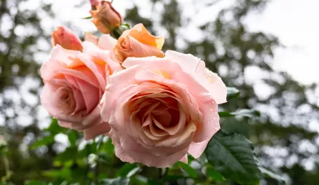 Blooms in the International Rose Test Garden