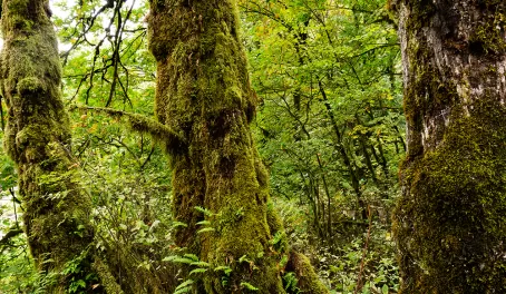 Mossy trees around Multnomah Falls