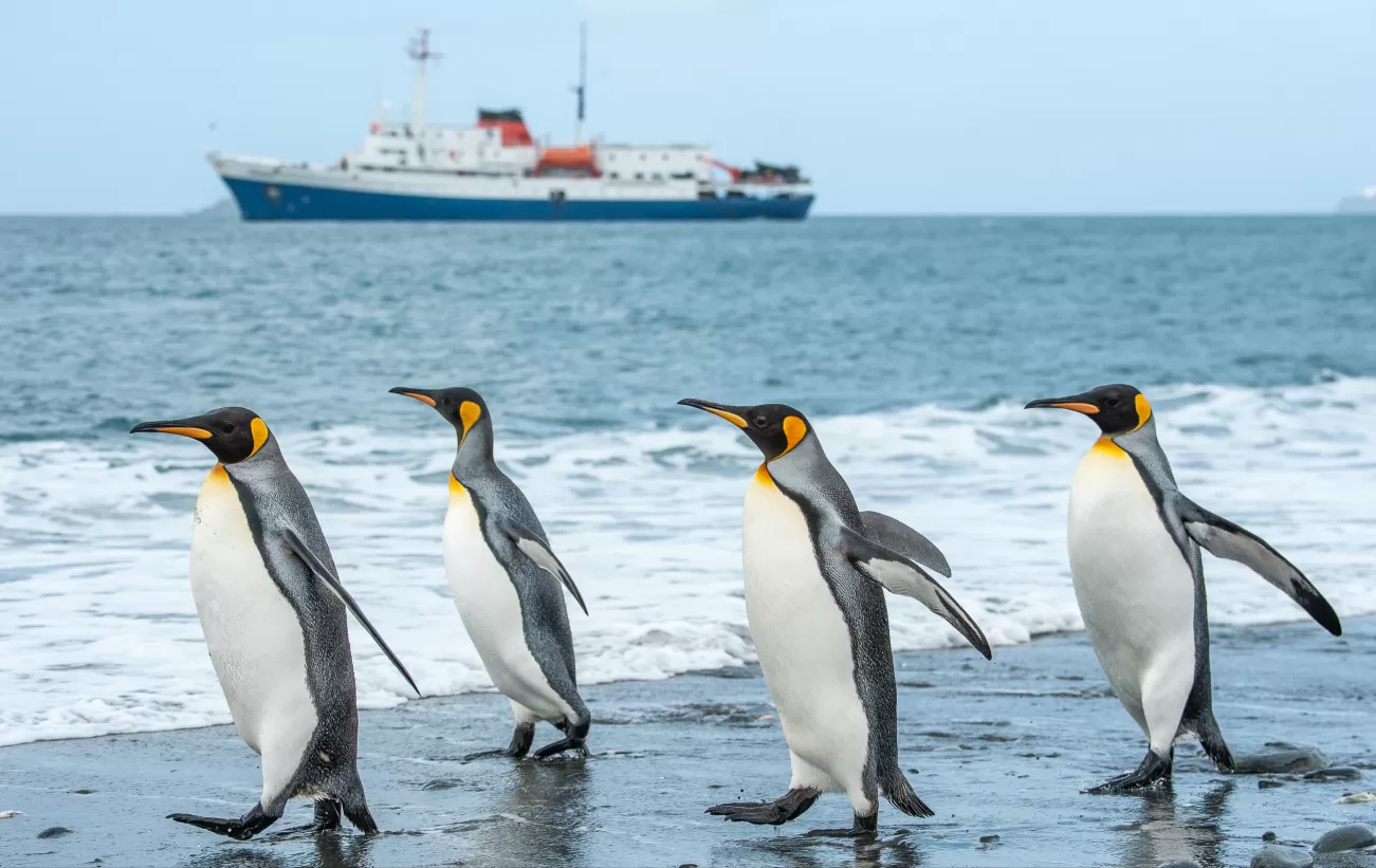 Antarctica locals observe visitors