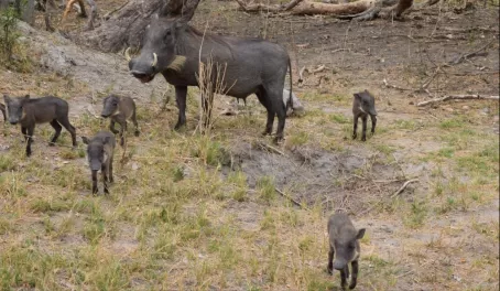 A sounder of Warthogs