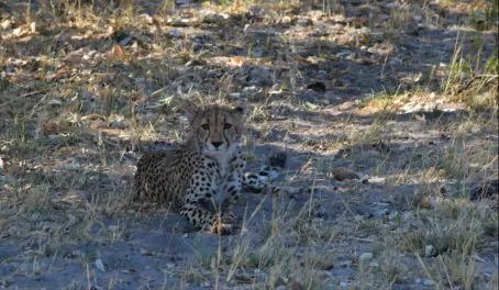 Gorgeous Cheetah in the Vumbura Concession
