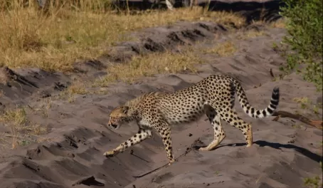 Tracking Cheetah