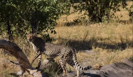 Cheetah in the Vumbura Concession
