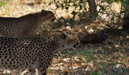 Tracking 2 Cheetah
