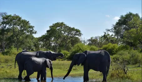 Elephants in the Linyanti Concession