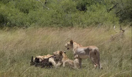 Lions on a kill at Vumbura