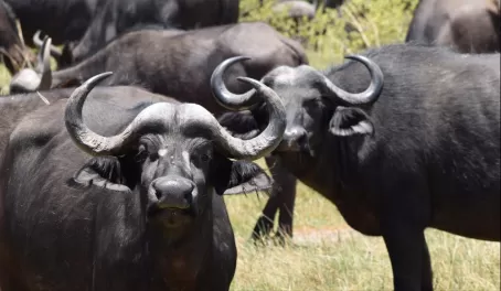 Buffalo Herd in Vumbura