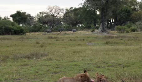 Lions on a kill in Vumbura