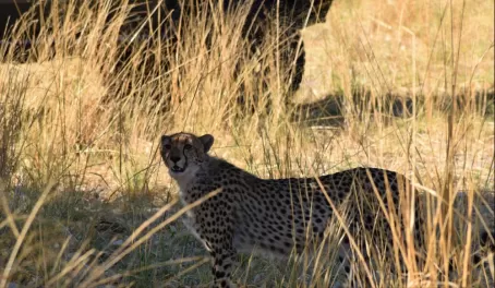 Cheetah in Vumbura