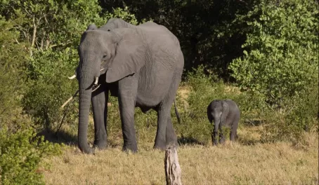 Baby elephant in Vumbura