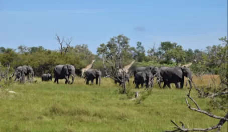 Elephants and giraffe in Vumbura