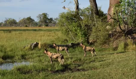 Wild dogs on a hunt