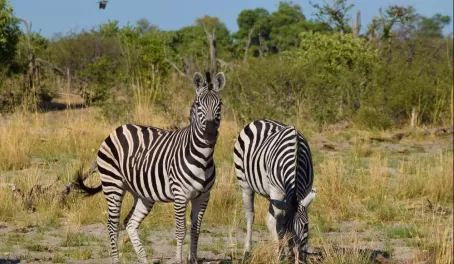 Zebra at Vumbura Plains
