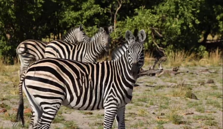 Zebra at Vumbura