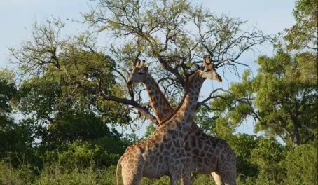 Male giraffe taking a break from play fighting