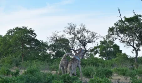 Two male giraffe play fighting