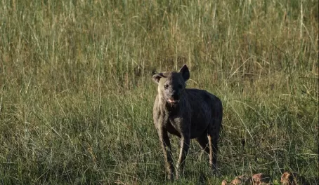 Hyena looking very "hyena-y"