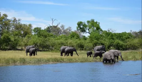 Elephants in Vumbura Plains
