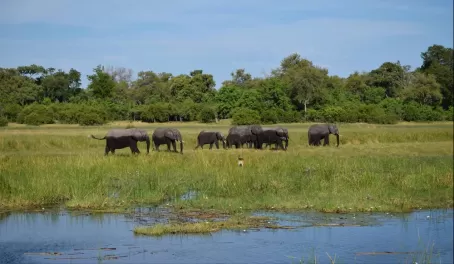 Elephants in Vumbura