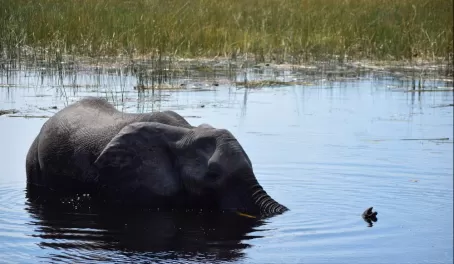Elephant hiding in the water