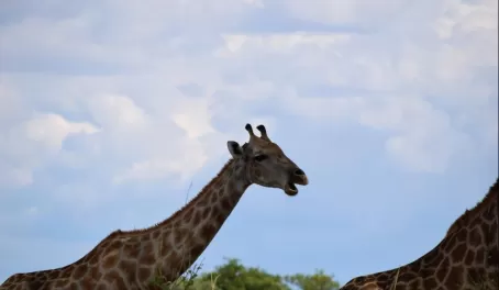 Giraffes having a laugh together