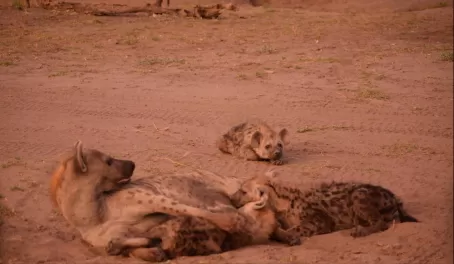 A family of hyena - Moremi Game Reserve