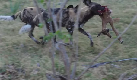 Wild Dogs with Imapala Kill - Mombo