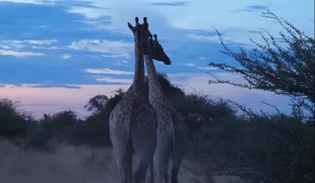 Giraffes at Mombo