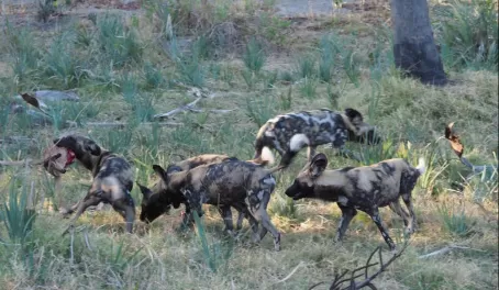 Wild Dogs at Mombo