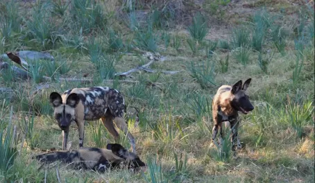Wild Dogs at Mombo