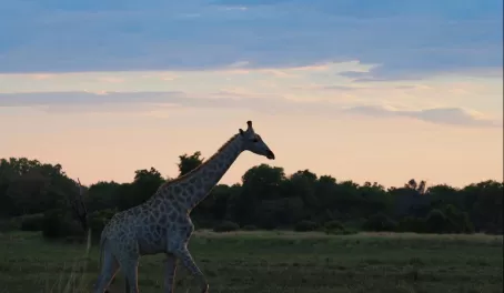 Giraffe in Mombo