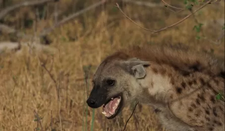 The hyena wants in on the kill action