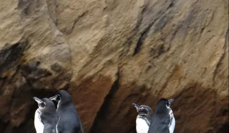 Isabela: Punta Vicente Roca - my first Galapagos penguins!!!