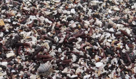 Fernandina: Punta Espinoza - endless shells (and an inhabitant)