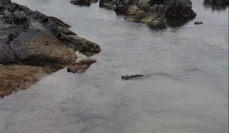 Fernandina: Punta Espinoza - marine iguanas galore!