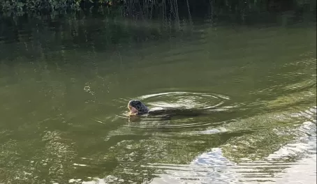 Black Turtle Cove - turtles at peace