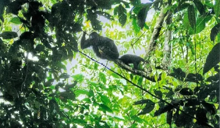 Howler monkeys high in the canopy