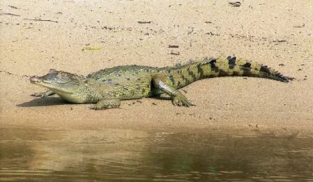 An American crocodile sunning itself