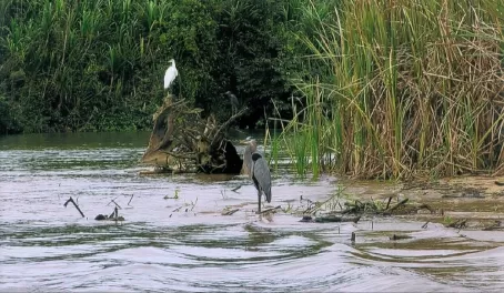 Great blue heron and Great white egret