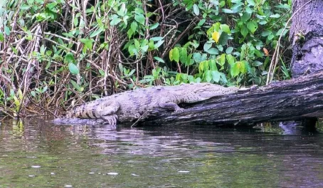 Big old croc sleeping in the sun