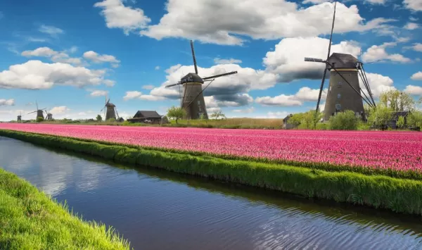 Colorful tulips in the Netherlands