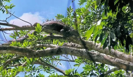 Large brown iguana